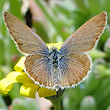 Zizeeria knysna knysna